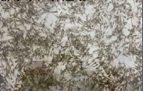 鱼苗气泡病的发生及防治