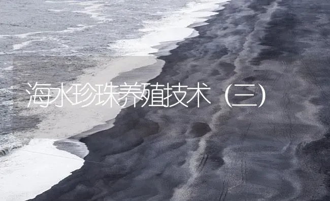 海水珍珠养殖技术（三） | 海水养殖