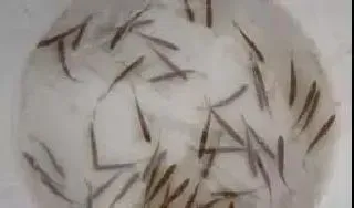 鱼苗气泡病的发生及防治