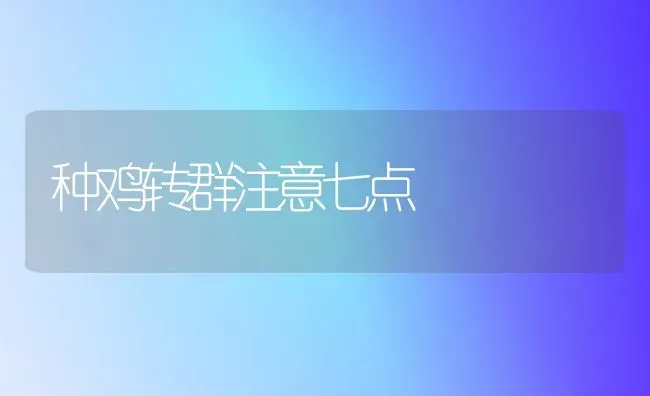 种鸡转群注意七点 | 家禽养殖