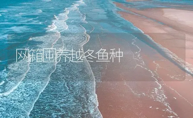 网箱囤养越冬鱼种 | 海水养殖