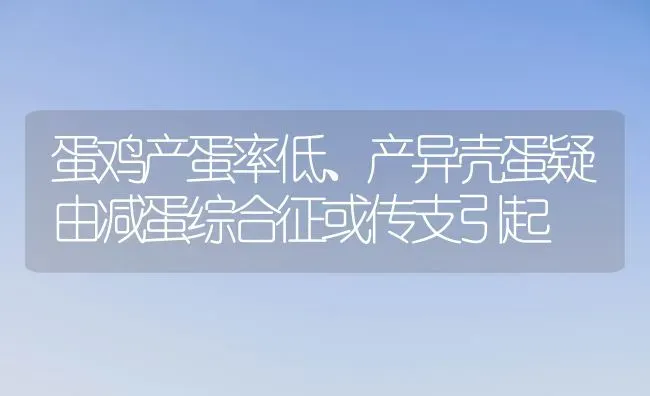 蛋鸡产蛋率低、产异壳蛋疑由减蛋综合征或传支引起 | 家禽养殖