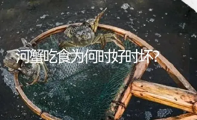 河蟹吃食为何时好时坏？ | 淡水养殖