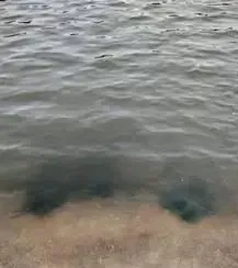 海水小白虾养殖前期的四个问题
