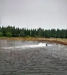 海水小白虾养殖前期的四个问题