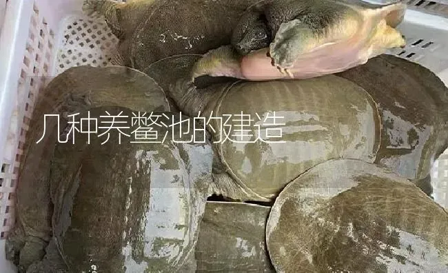 几种养鳖池的建造 | 淡水养殖