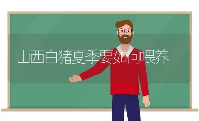 山西白猪夏季要如何喂养 | 家畜养殖