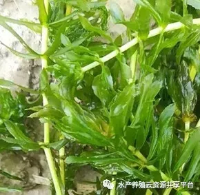 小龙虾养殖技术—水草篇（二）：轮叶黑藻