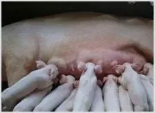 如何降低母猪异常淘汰 | 动物养殖技术