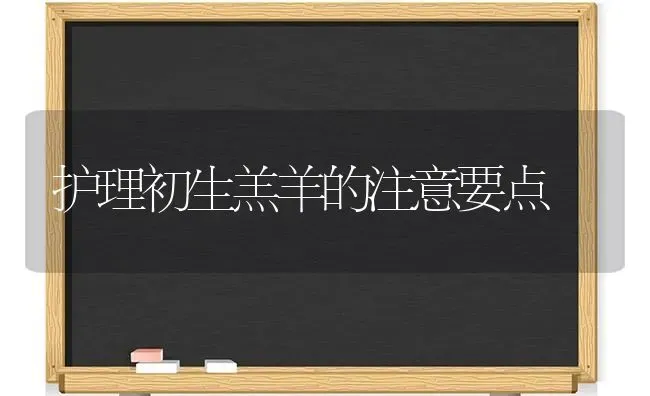 护理初生羔羊的注意要点 | 家畜养殖