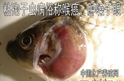 异育银鲫粘孢子虫病的防治措施