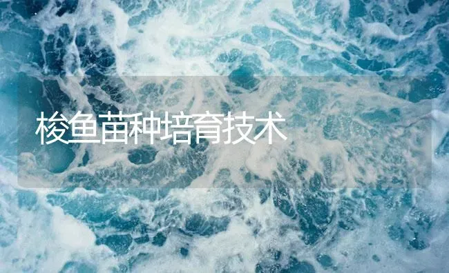 梭鱼苗种培育技术 | 海水养殖