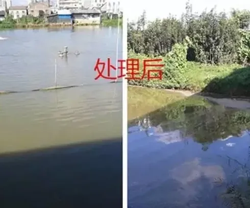 亚硝酸盐高导致黄颡鱼中毒处理方案分享