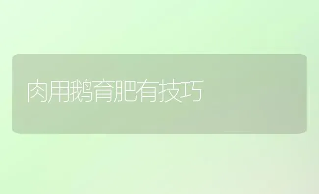 肉用鹅育肥有技巧 | 家禽养殖