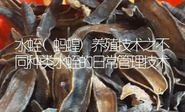 水蛭(蚂蝗)养殖技术之不同种类水蛭的日常管理技术 | 特种养殖