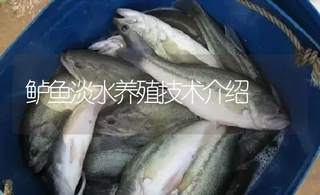 鲈鱼淡水养殖技术介绍 | 淡水养殖