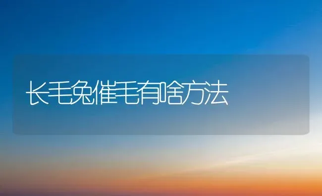 长毛兔催毛有啥方法 | 家畜养殖