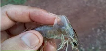 南美白对虾鳃肿、纤毛虫处理一例