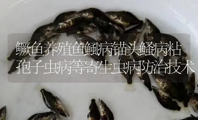 鳜鱼养殖鱼鲺病锚头鳋病粘孢子虫病等寄生虫病防治技术 | 淡水养殖