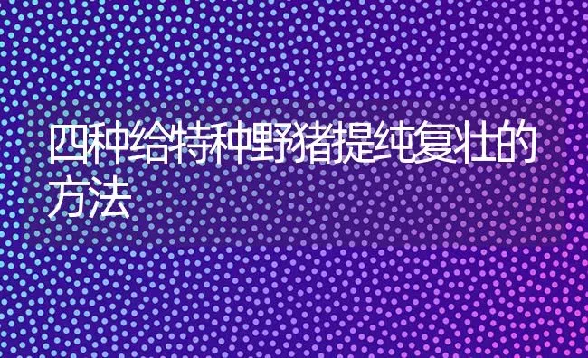 四种给特种野猪提纯复壮的方法 | 家畜养殖