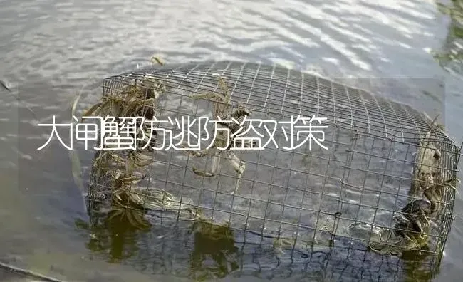 大闸蟹防逃防盗对策 | 淡水养殖