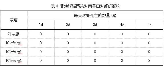 荧光菌原来是这么感染健康南美白对虾的