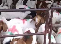 新疆利用基因组编辑技术首次获得不同毛色遗传绵羊 | 动物养殖知识