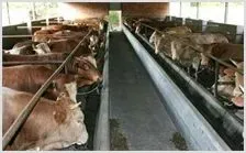 养牛技术 | 动物养殖技术