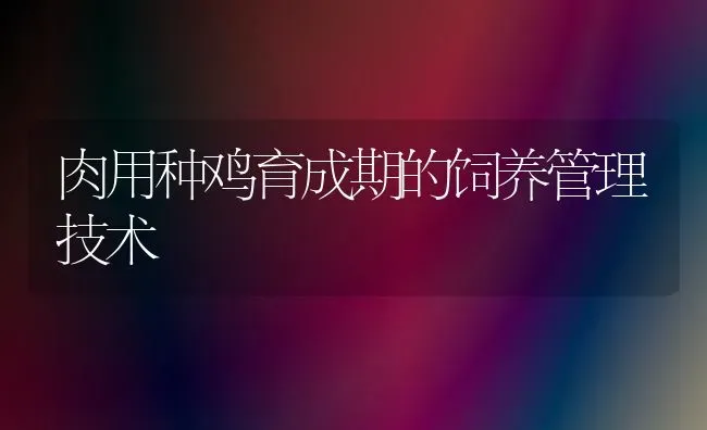 肉用种鸡育成期的饲养管理技术 | 家禽养殖