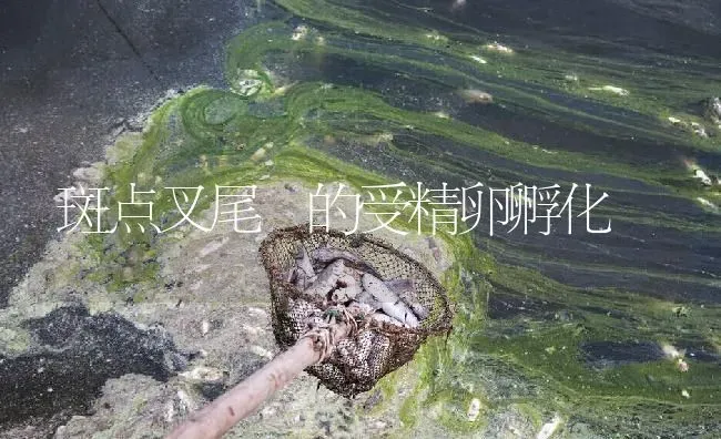 斑点叉尾鮰的受精卵孵化 | 淡水养殖