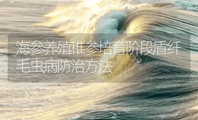 海参养殖稚参培育阶段盾纤毛虫病防治方法 | 海水养殖