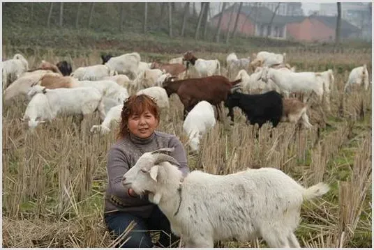 羊身上长癣是什么病？怎么治疗 | 养殖技术