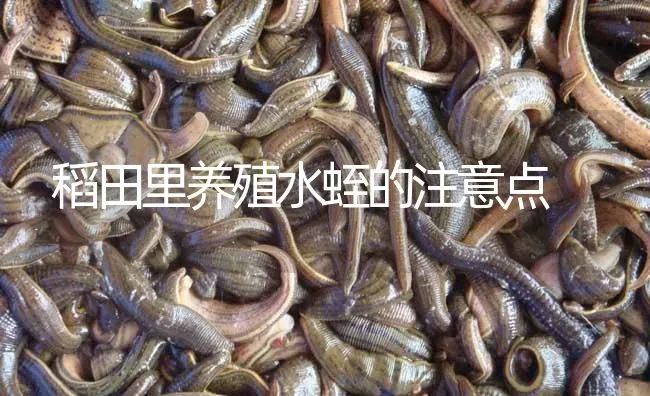 稻田里养殖水蛭的注意点 | 特种养殖