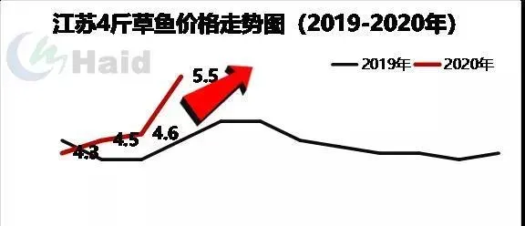 草鱼鲫鱼价格持续上涨，养鱼户如何抓住今年的高鱼价？