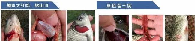 草鱼鲫鱼价格持续上涨，养鱼户如何抓住今年的高鱼价？