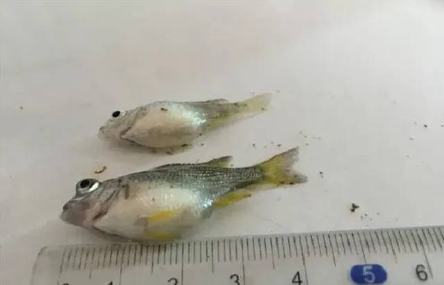 黄鳍鲷苗吃料太猛导致消化不良“饱死”的处理方法