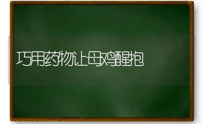 巧用药物让母鸡醒抱 | 养殖病虫害防治