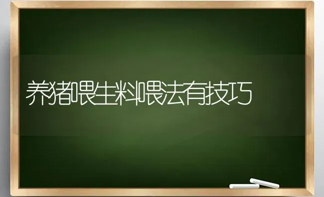 养猪喂生料喂法有技巧 | 家畜养殖