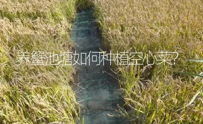 养蟹池塘如何种植空心菜？ | 淡水养殖