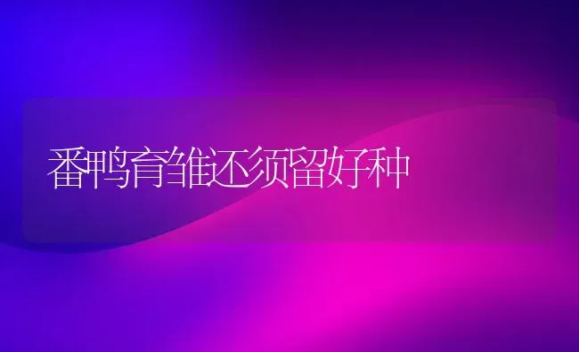 番鸭育雏还须留好种 | 家禽养殖