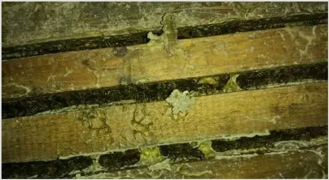 中蜂秋繁地区时间表及注意事项 | 动物养殖知识
