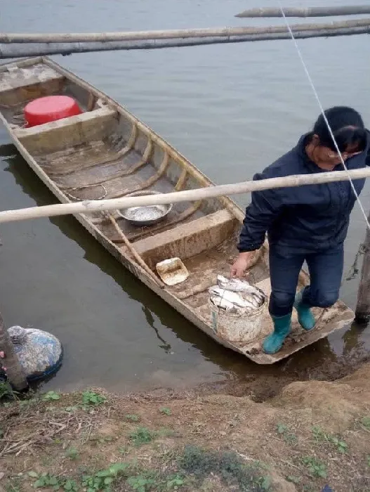 尖吻鲈高密度养殖水质变化游水死亡处理一例