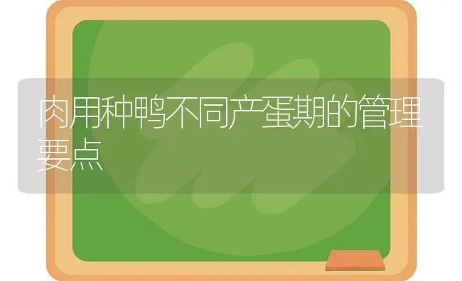 肉用种鸭不同产蛋期的管理要点 | 家禽养殖