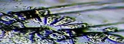 南美白对虾鳃肿、纤毛虫处理一例