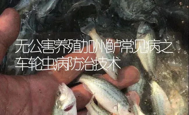 无公害养殖加州鲈常见病之车轮虫病防治技术 | 淡水养殖