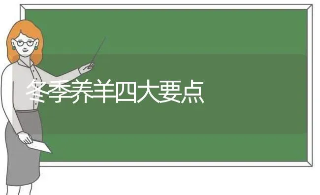 冬季养羊四大要点 | 家畜养殖