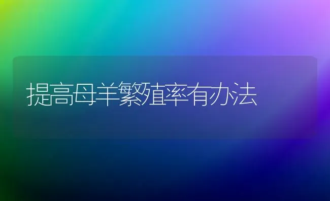 提高母羊繁殖率有办法 | 家畜养殖