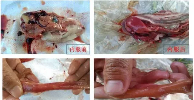 惊蛰前后养殖池塘管理好，清明以后发病少