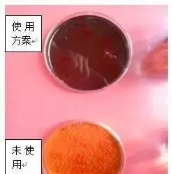 靓底+虾多宝/倍生源组合强效抑制对虾塘弧菌效果展示