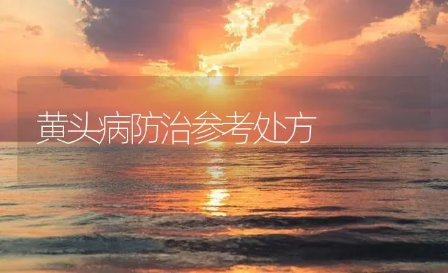 黄头病防治参考处方 | 海水养殖